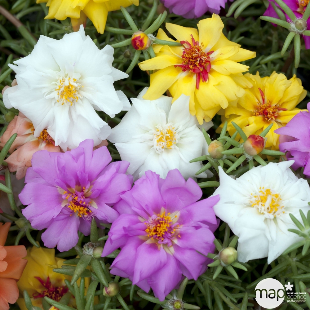 Portulaca : suspension Ø 27 cm
