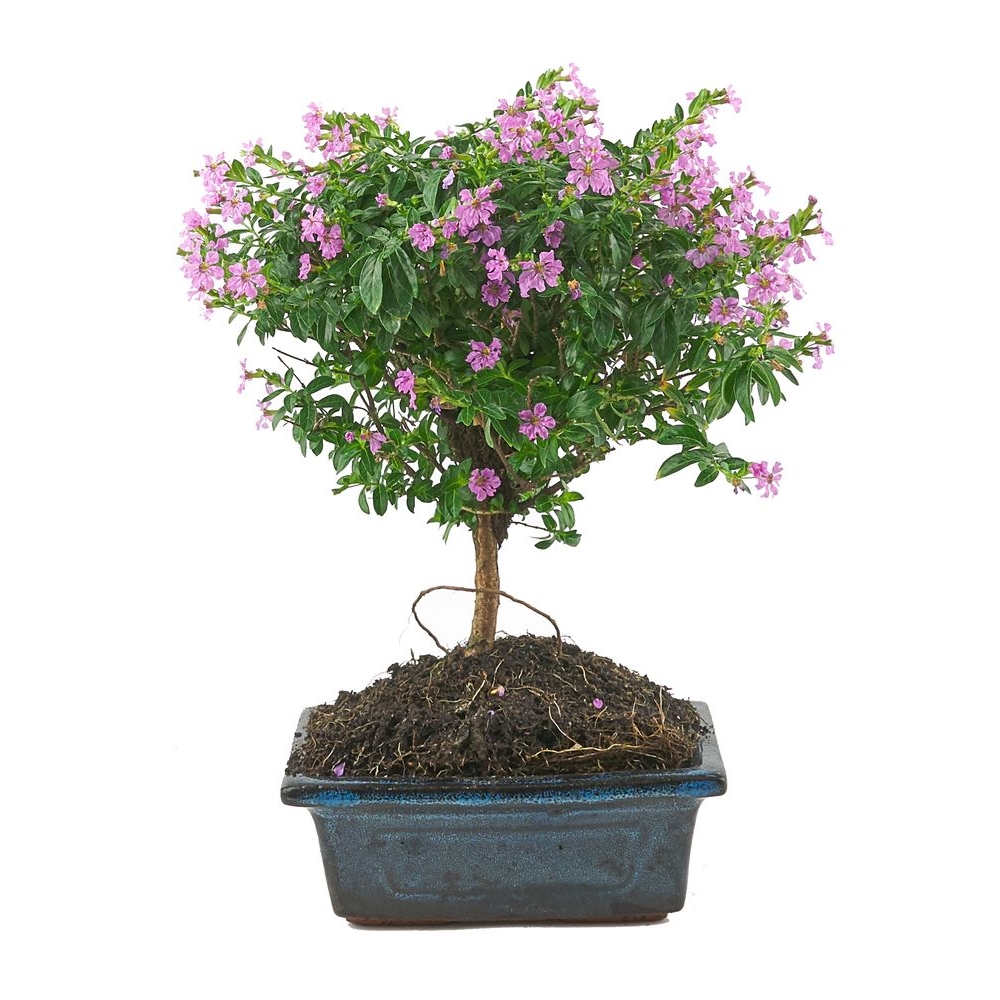 Bonsaï d'intérieur 6 ans