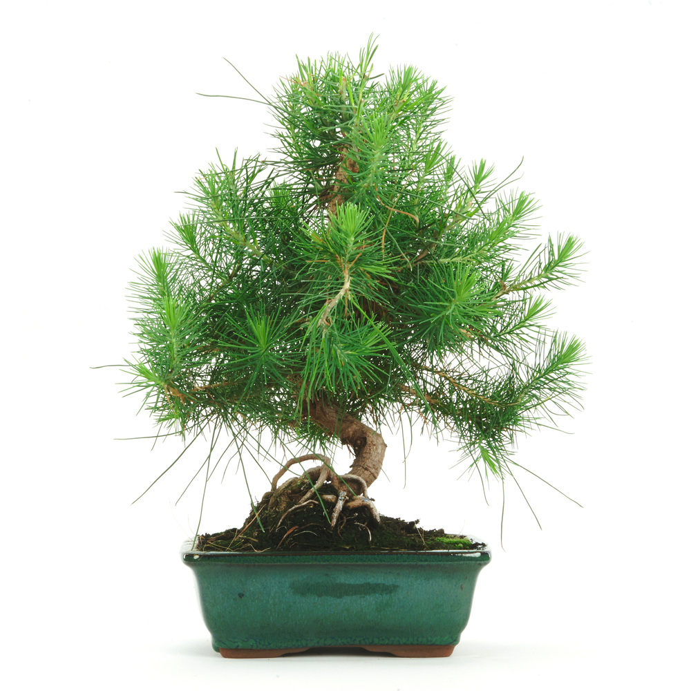 Bonsaï d'intérieur, 7 ans d'âge