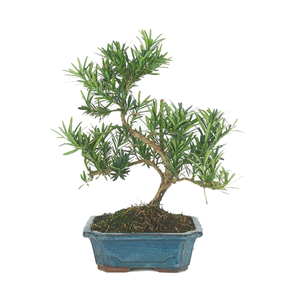 Bonsaï d'intérieur 9 ans