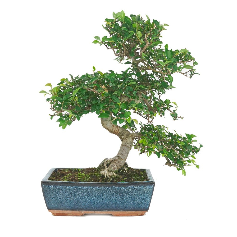 Bonsaï d'intérieur 10 ans