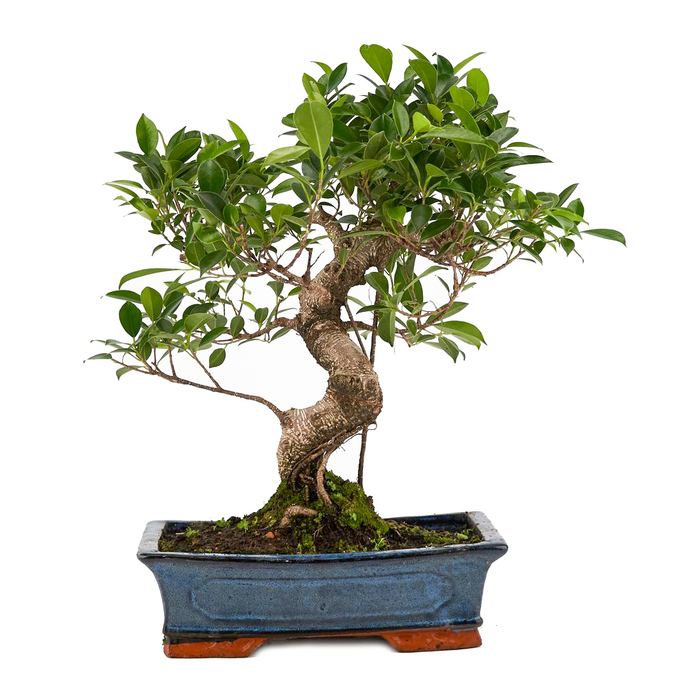 Bonsaï d'intérieur 16 ans