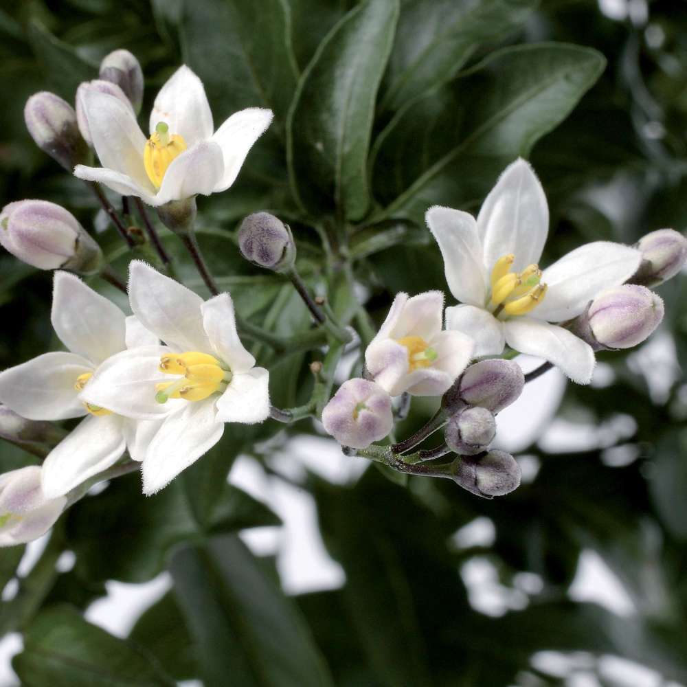 Solanum Jasminoides : Touffe pot de diamètre 19 cm
