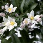 Solanum Jasminoides : Touffe pot de diamètre 19 cm