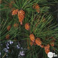 Pinus pinaster:pot 7.5L