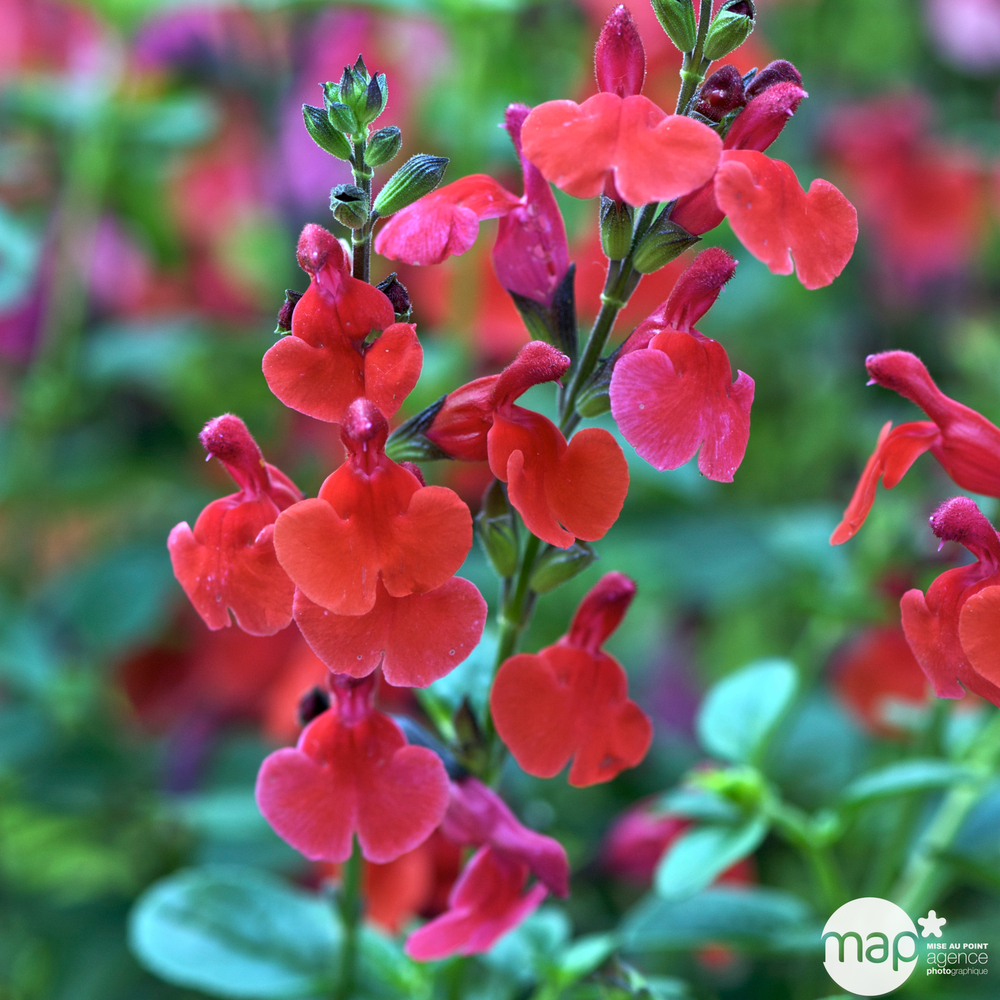 Salvia varié : ctr 7 L