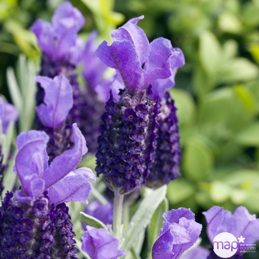 Lavandula stoechas : pot 7,5L