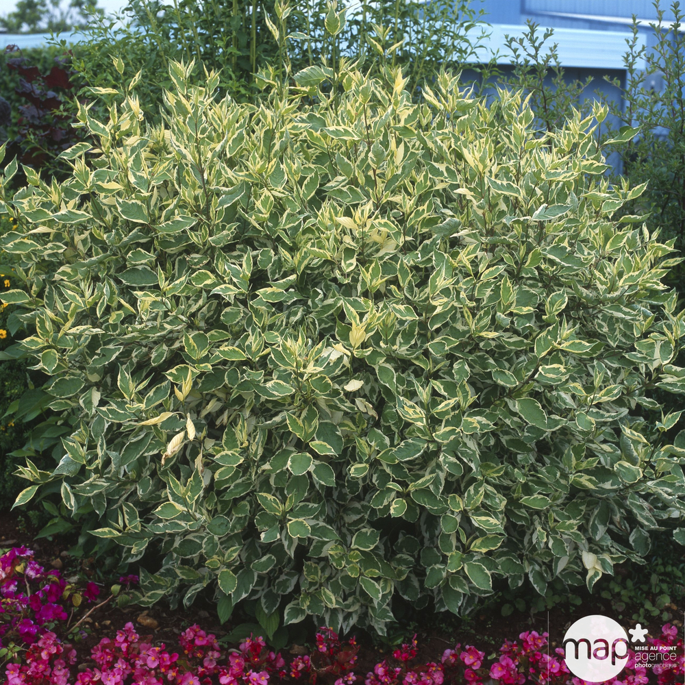 Cornus alba : ctr 7 litres