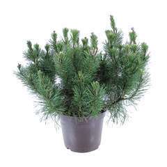 Pinus mugo Pumilio, H : 30/40 cm, ctr 4L