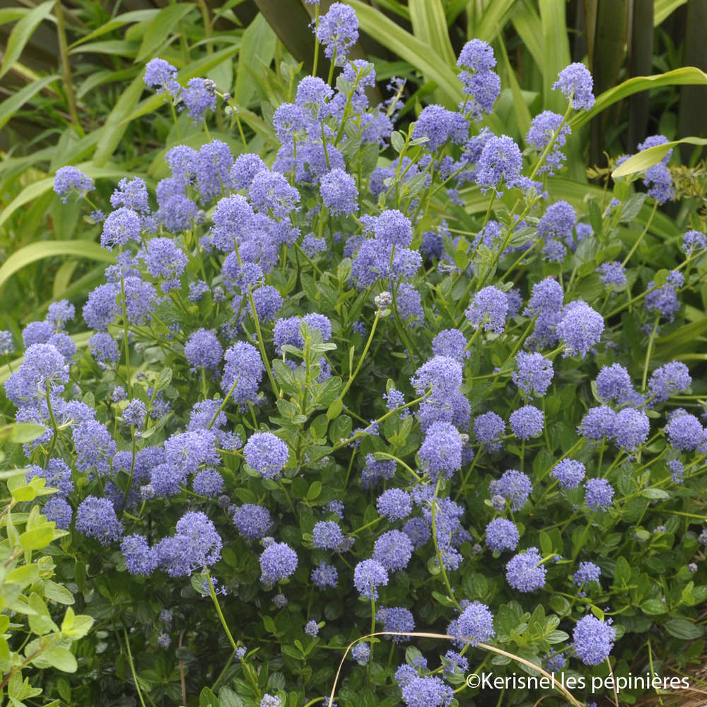 Ceanothus persistant - Pot 4L - H40/60 cm