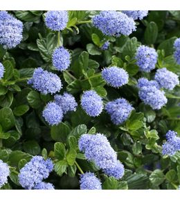 Ceanothus thyrsiflorus ' Repens ' : H. 40/60 cm : ctr 4 L (bleu pâle)