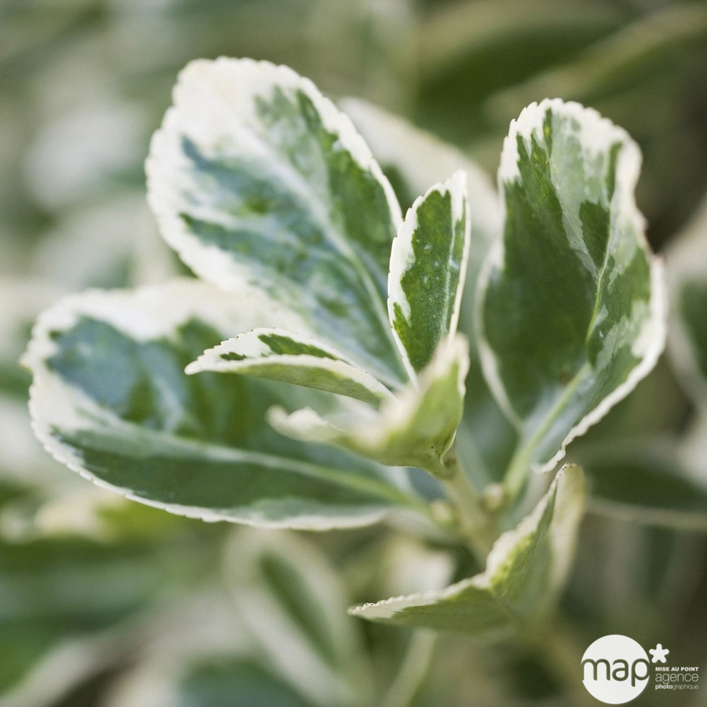 Euonymus japonicus ' Bravo ' : ctr 4 litres