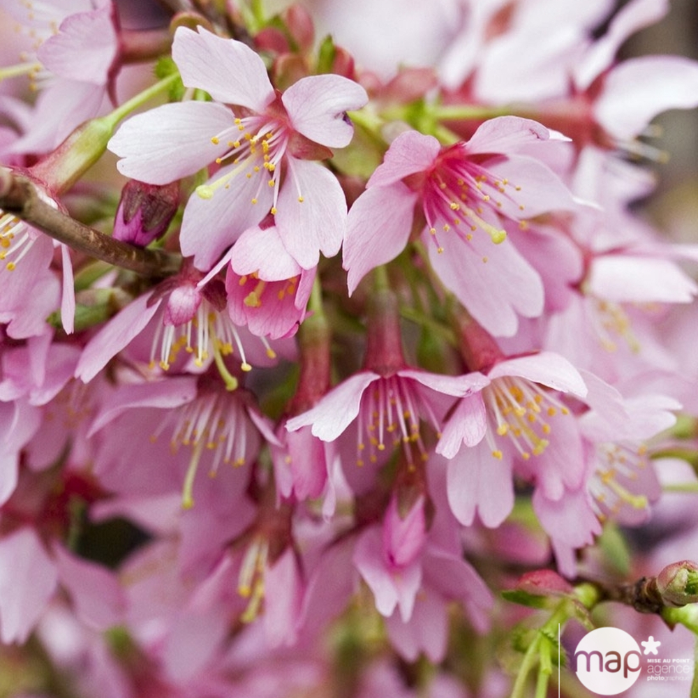 Prunus variété : pot 10L
