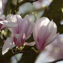 Magnolia soulangeana pot de 5 litres