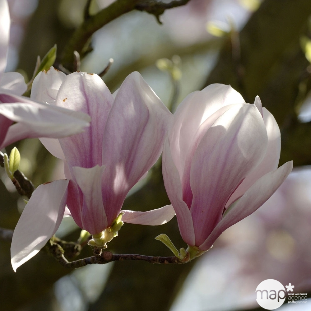 Magnolia soulangeana pot de 5 litres