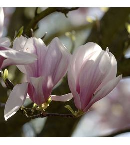 Magnolia soulangeana pot de 5 litres