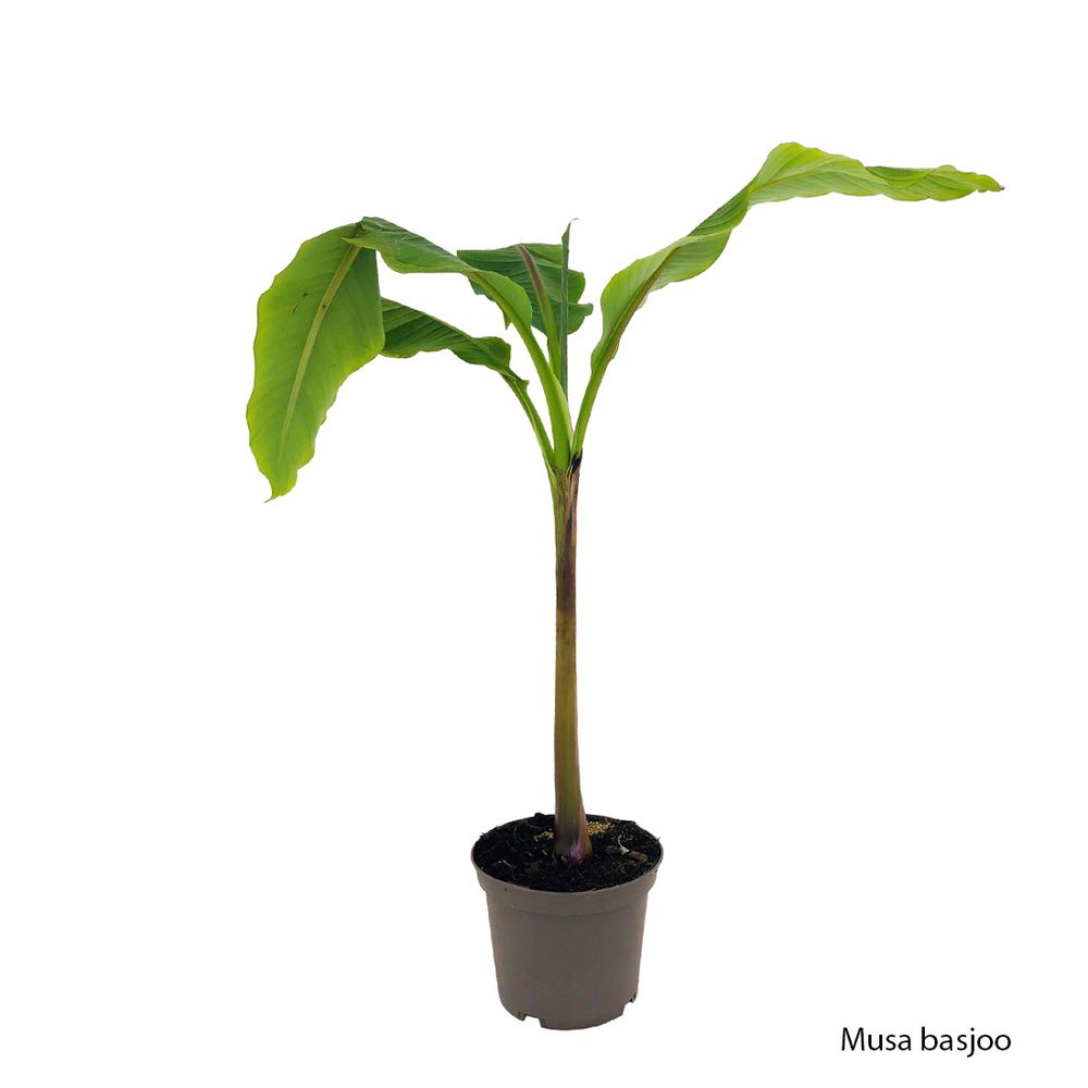 Musa basjoo : pot 5L