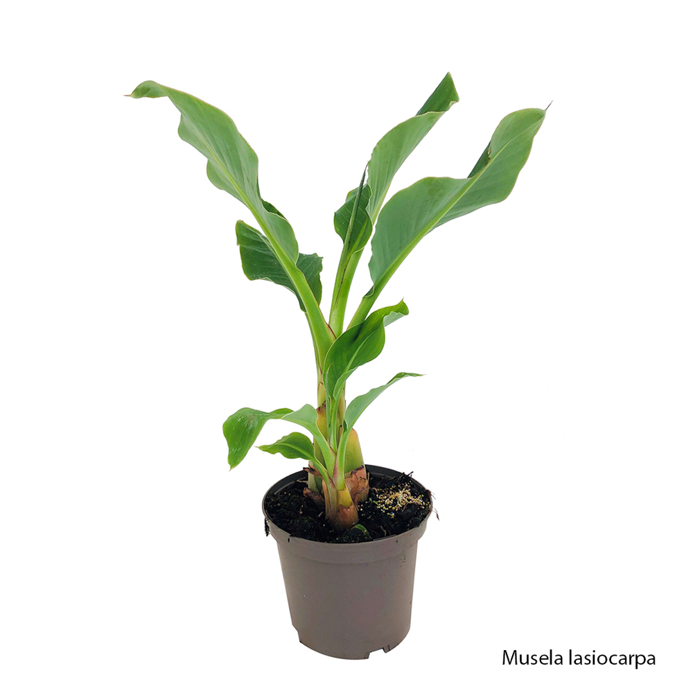 Bananier d'extÃ©rieur : C5L variÃ©tÃ©s variables