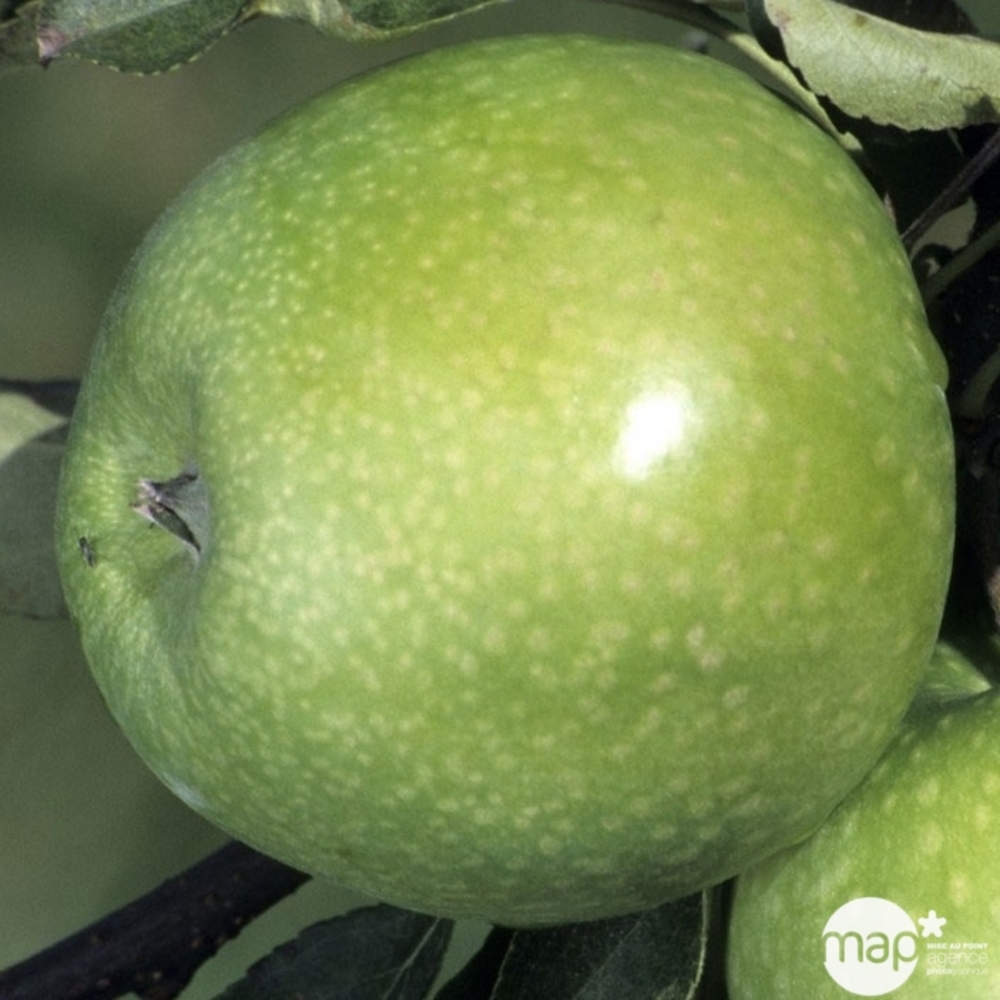 Pommier Granny Smith® : pot de 10 litres - gobelet 