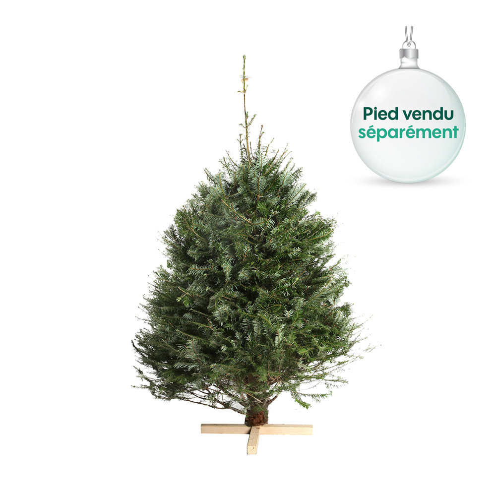 Sapin naturel Grandis : 150/175 coupÃ©
