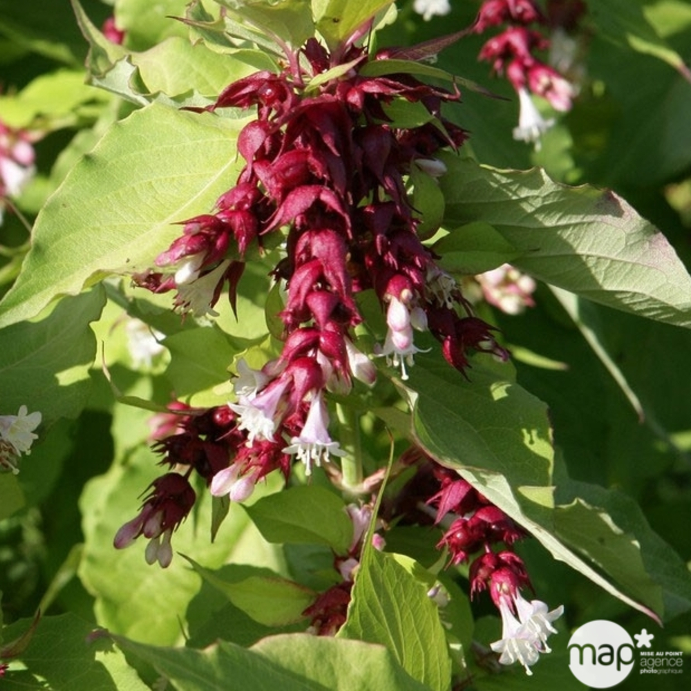 Leycesteria formosa ' Golden Lantern ' ® : ctr 4 litres
