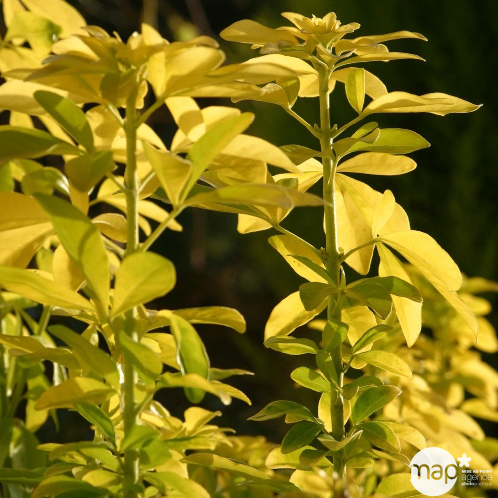 Choisya ternata ' Goldfinger ': ctr 7 litres