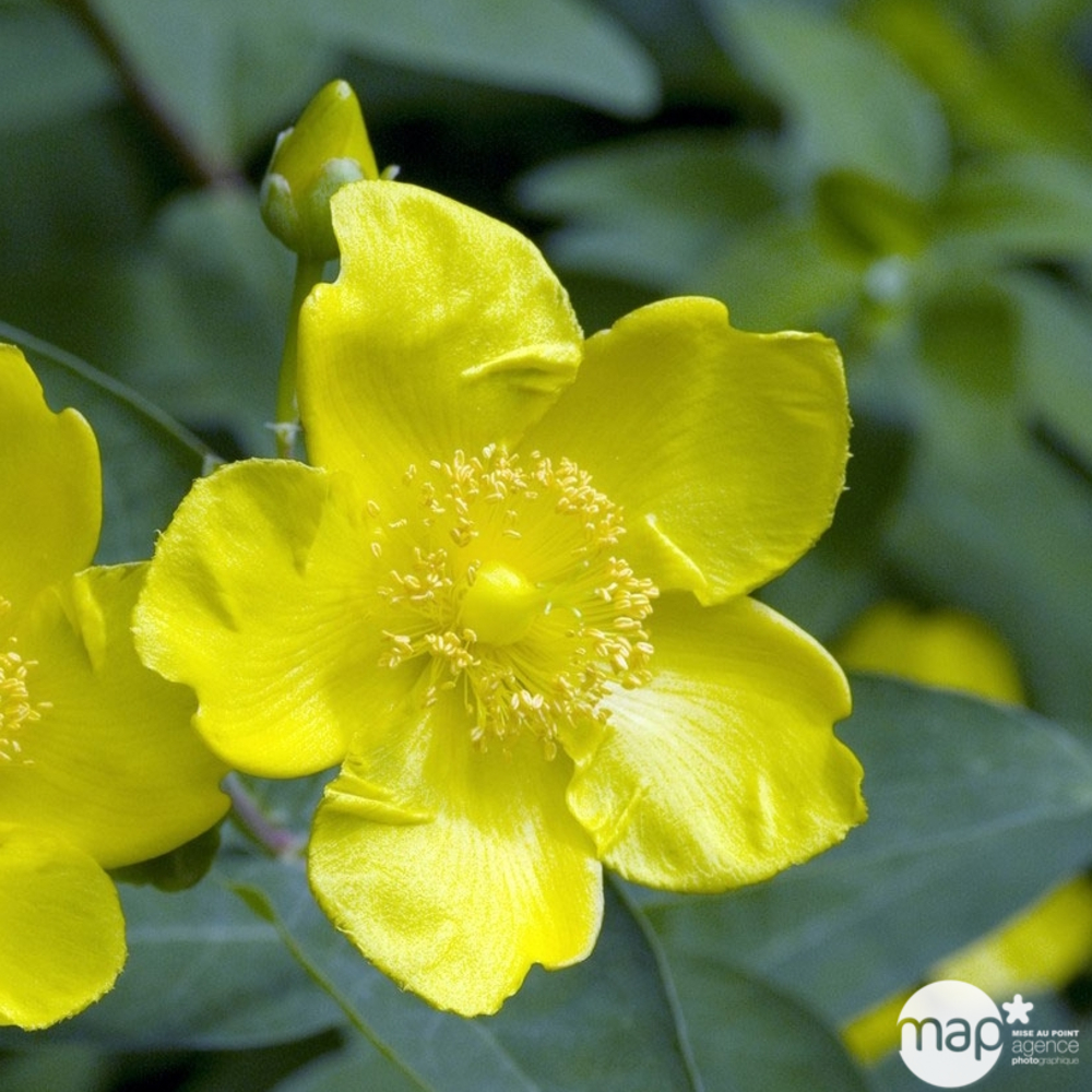 Hypericum x ' Hidcote ' : ctr 5 litres