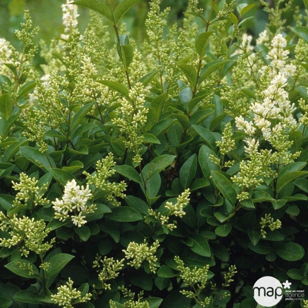Ligustrum japonicum : H 80/100 cm ctr 10 litres