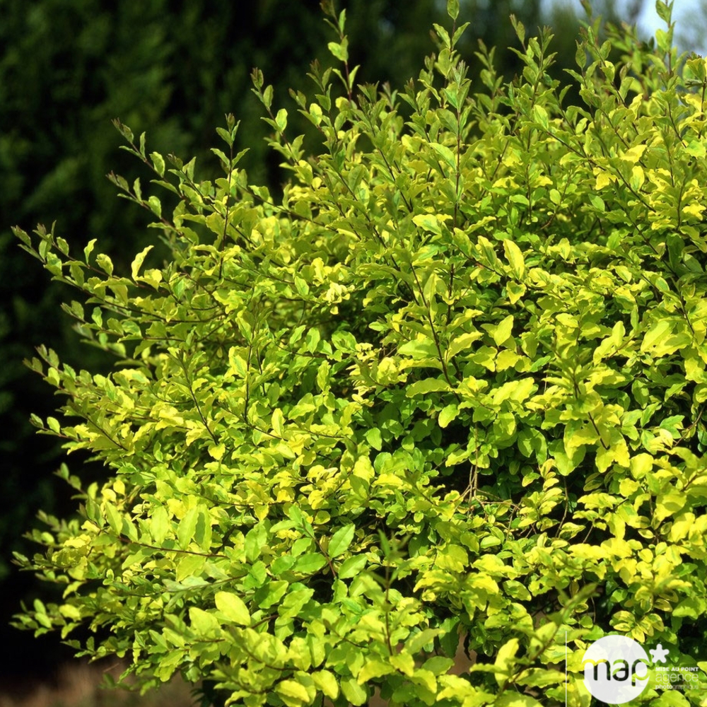 Ligustrum sinensis ' Lemon and LimeTM ' : ctr 5 litres