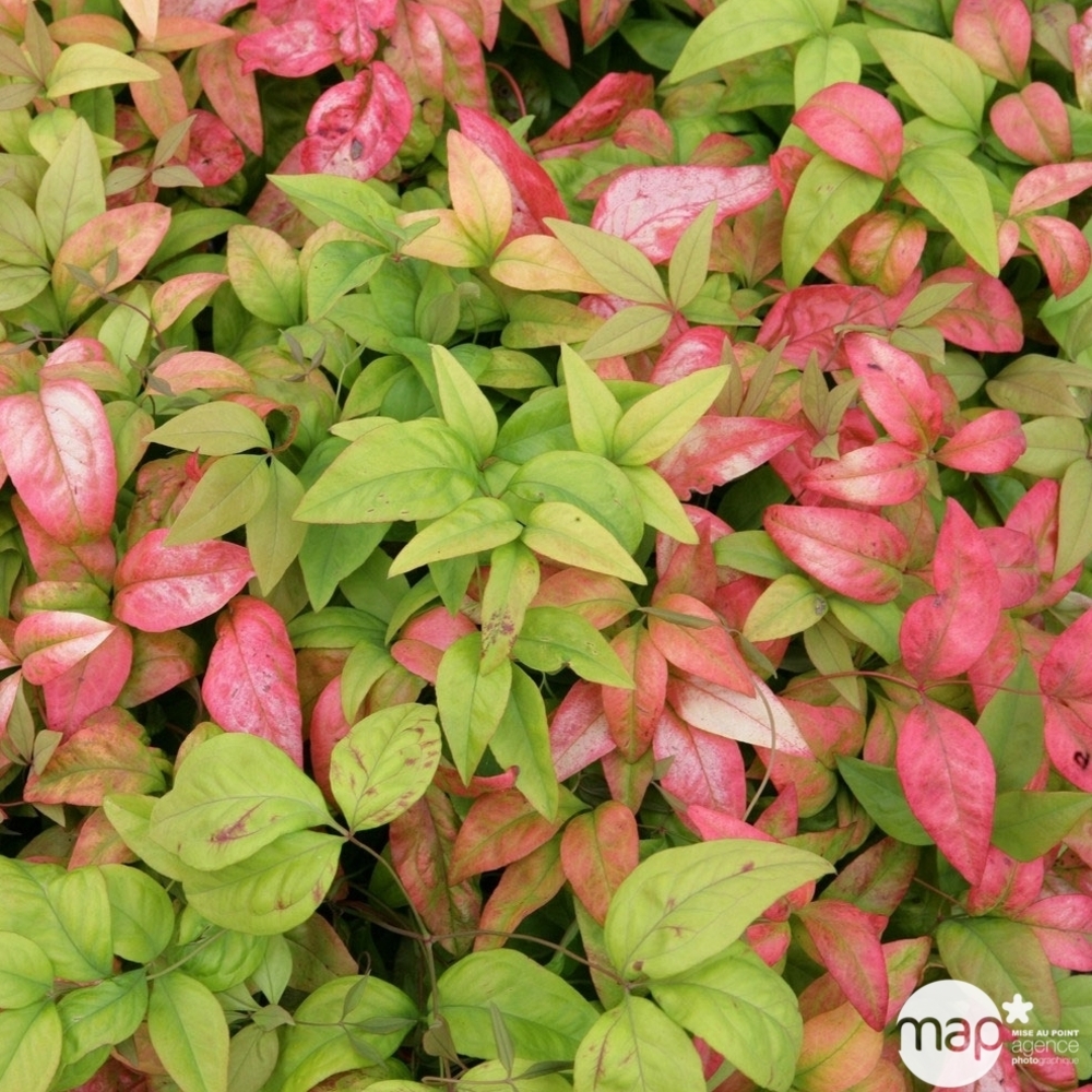Nandina domestica ' Fire Power ' : ctr 5 litres
