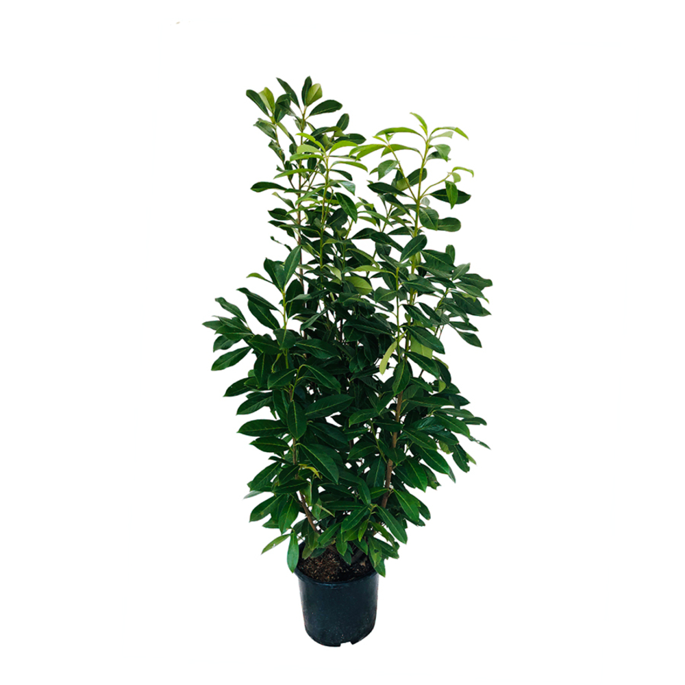 Prunus laurocerasus caucasica: 125/150cm 20L