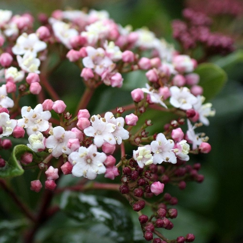 Viburnum tinus ' Gwenllian ' : ctr 5 litres