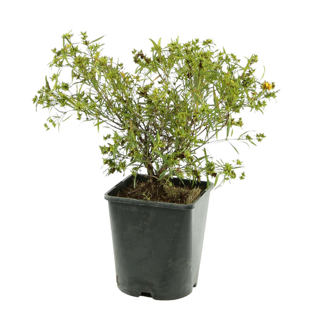 Hypericum erectum ' Gemo ' : ctr 3 litres (jaune)