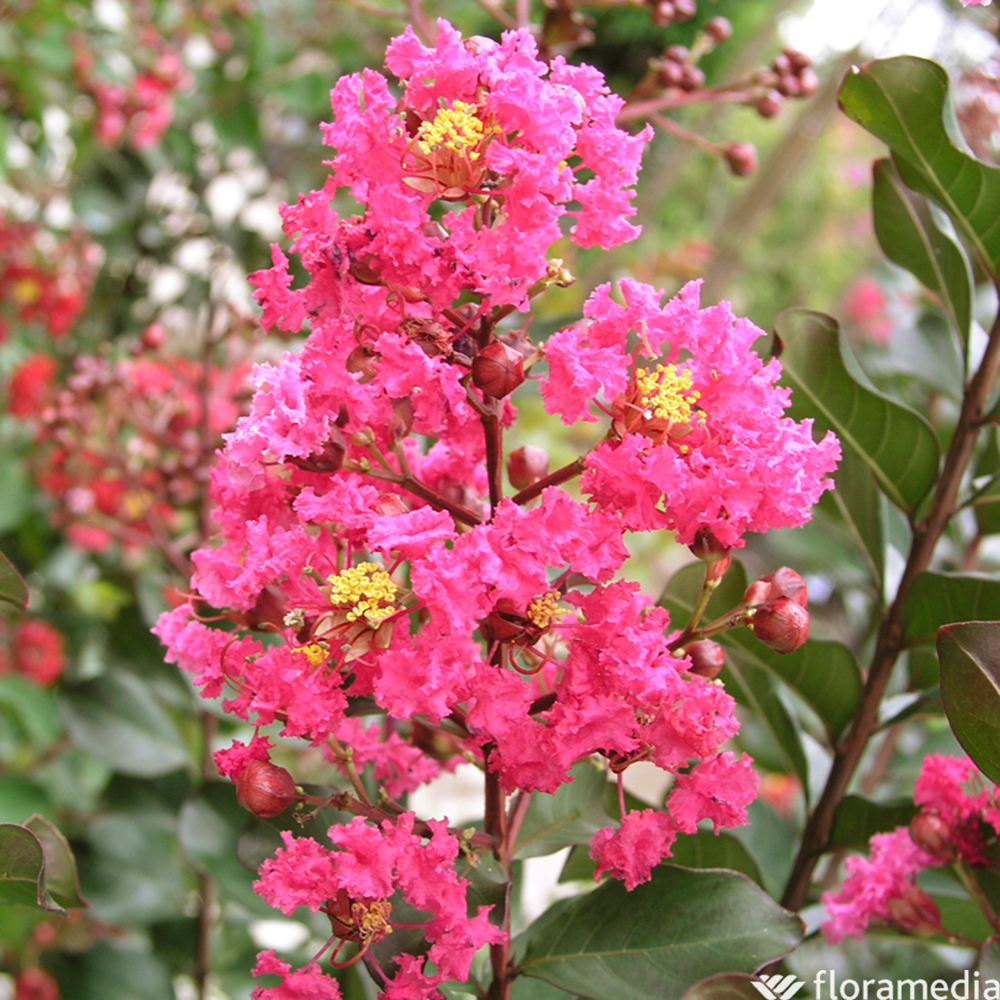LAGERSTROEMIA C15L-(171057)