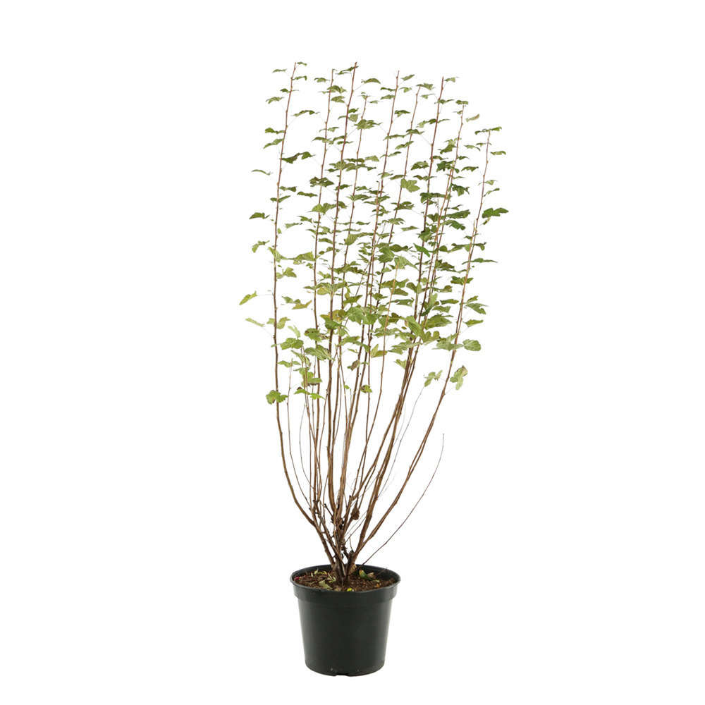 Ribes sanguineum ' King Edward VII : ctr 7 litres