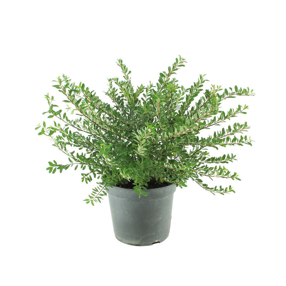 Spiraea thunbergii - pot 5L