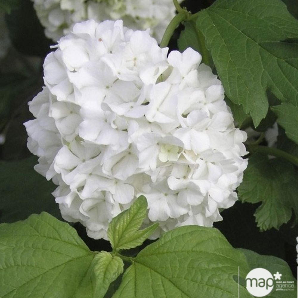 Viburnum opulus ' Roseum ' : ctr 5 litres