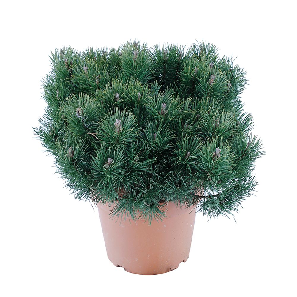 Pinus mugo Pumilio, H : 50/60 cm, ctr deco 10L