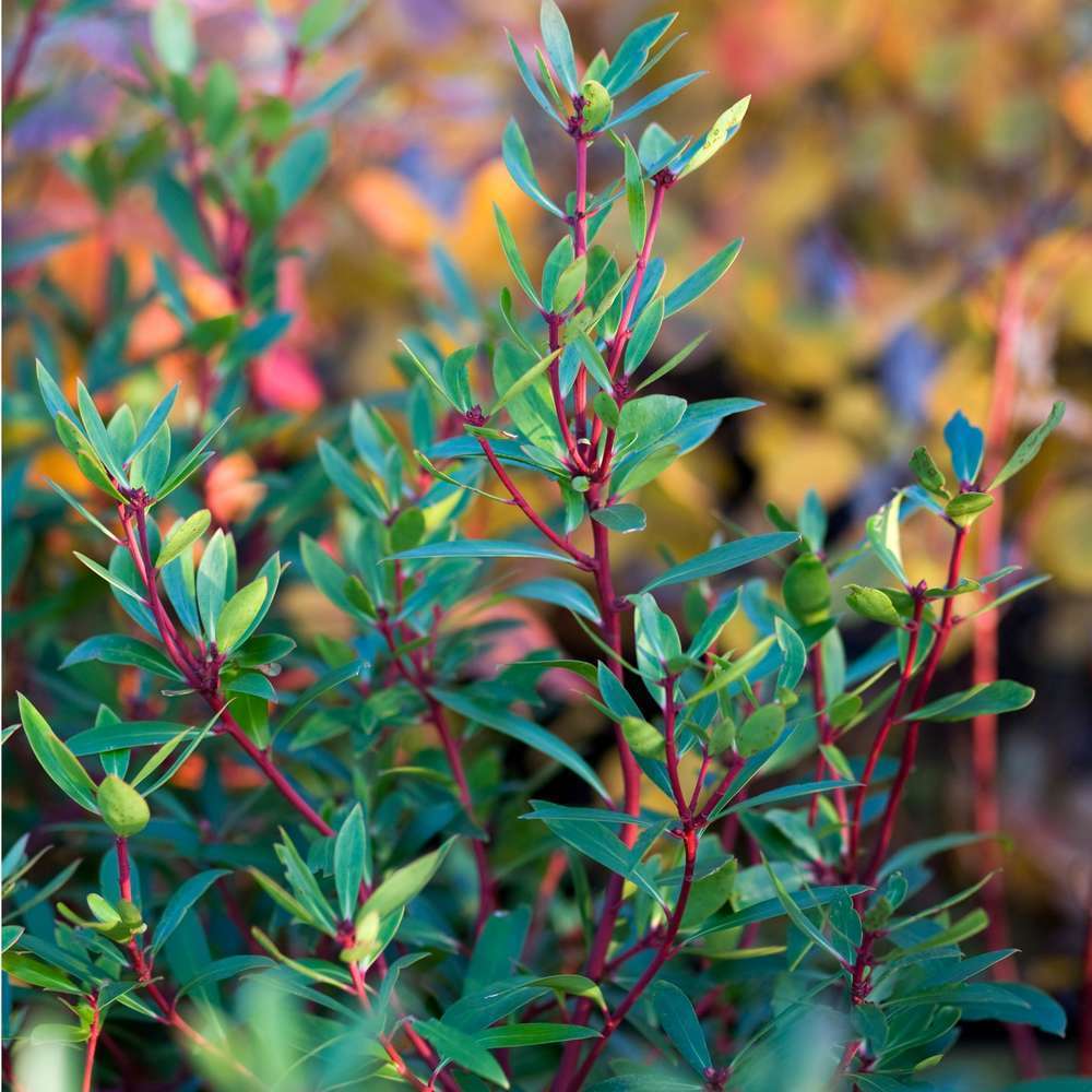 Drimys aromatica : arbuste, ctr 3litres, 30/40 cm