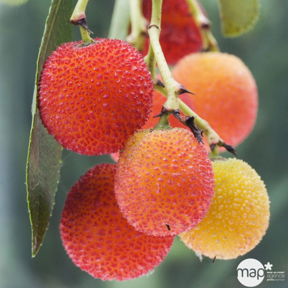 Arbutus Unedo : ctr 3 Litres