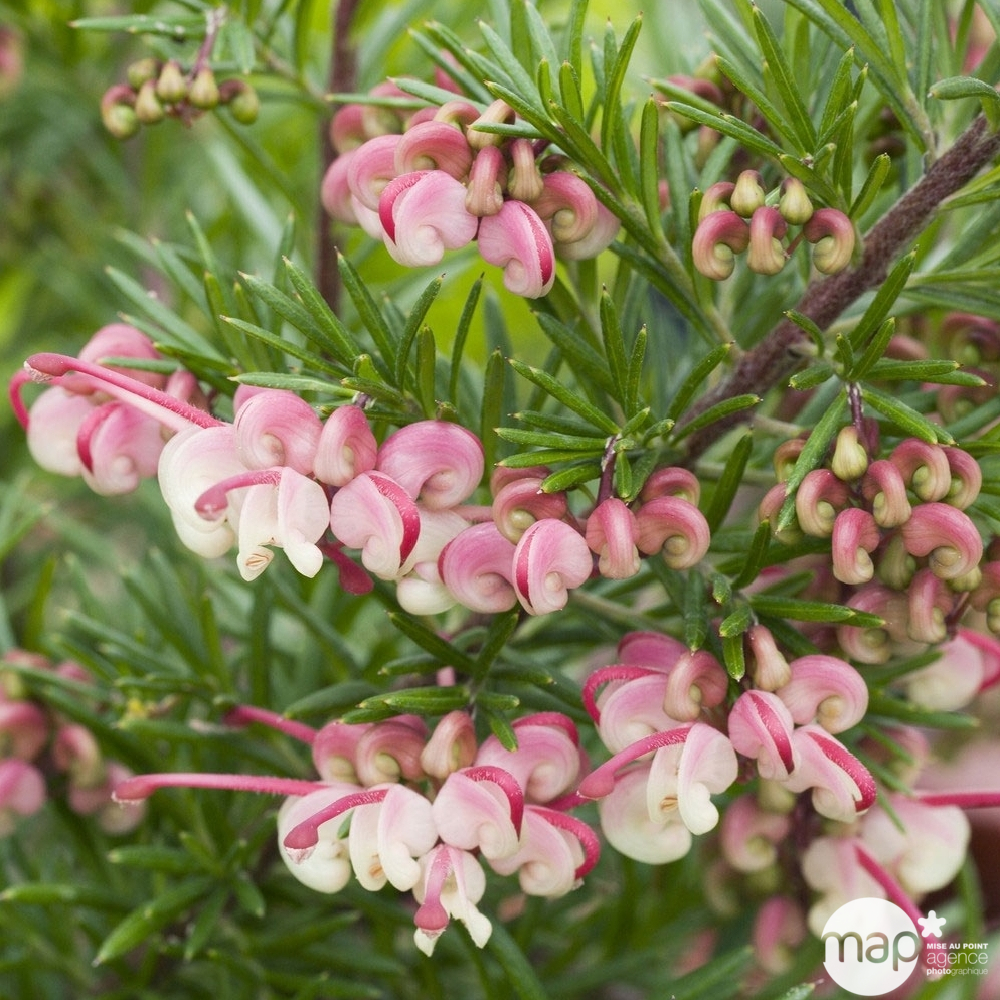 Grevillea rosmarinifolia ' Jenkinsii': conteneur 7 L (rose)