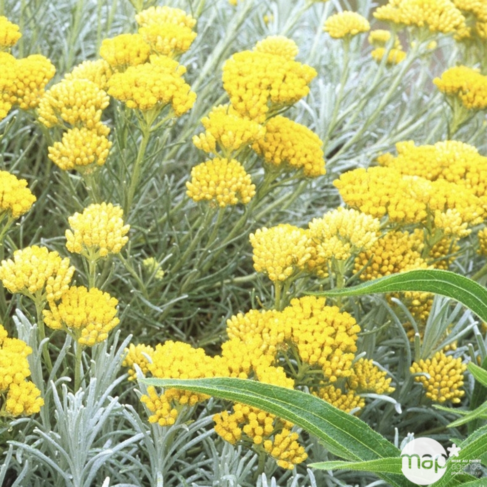 Helichrysum italicum : conteneur 5 litres