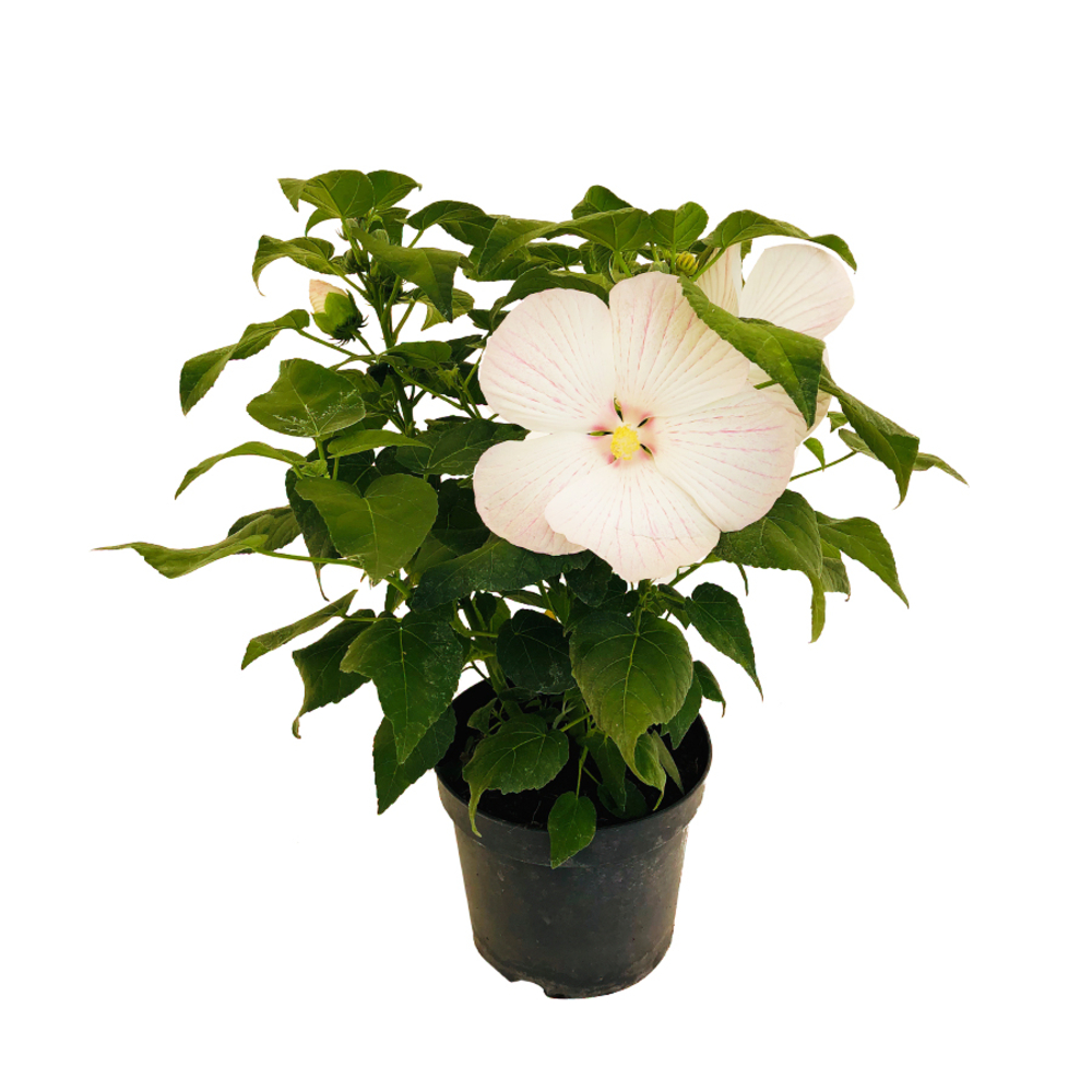 Hibiscus moscheutosÂ : conteneur de 5 Litres