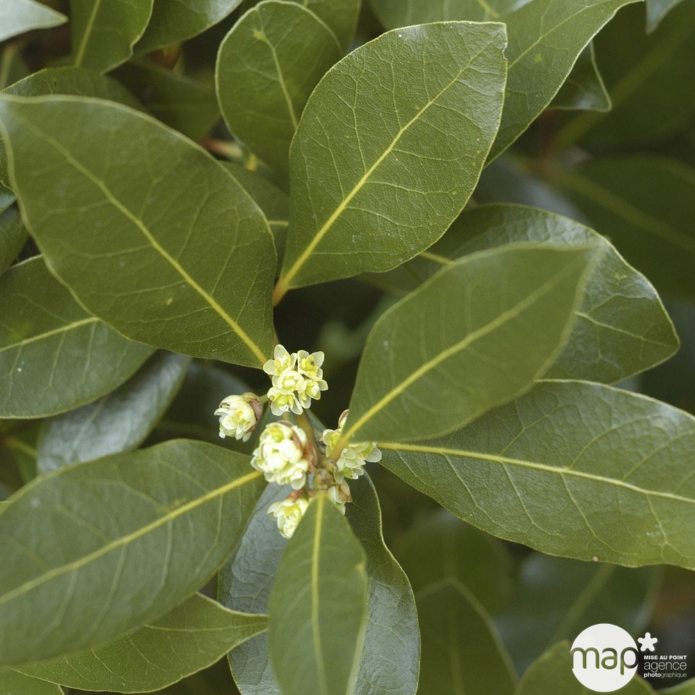 Laurus nobilis: conteneur 5 litres