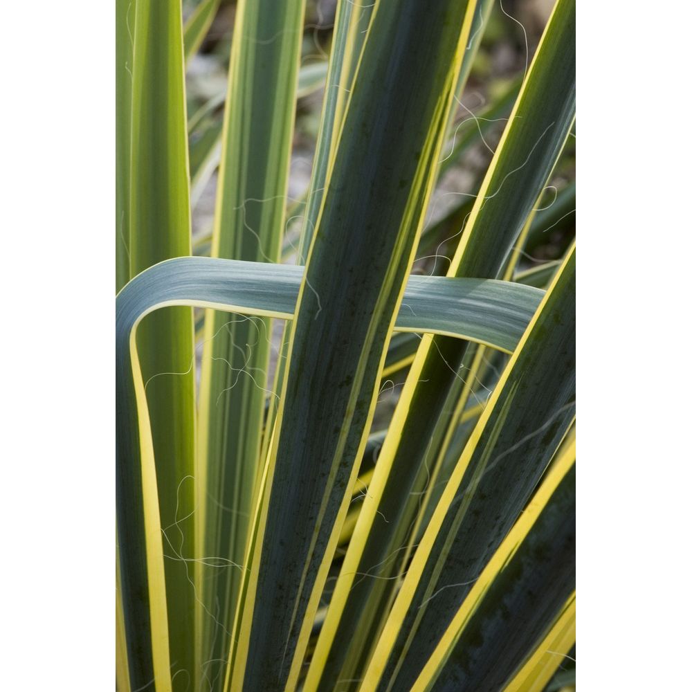 Yucca Bright Hedge : Touffe ctr 5 litres