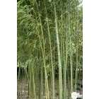 Bambou moyen phyllostachys aurea: pot de 10 litres