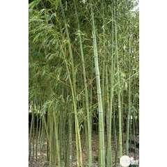 Bambou moyen phyllostachys aurea: pot de 10 litres