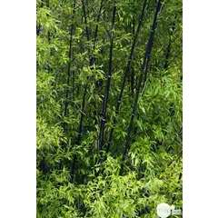 Bambou moyen phyllostachys nigra: pot de 70 litres