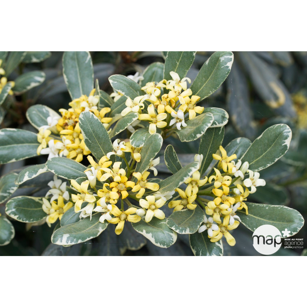 Pittosporum Tenuifolium variegatum : 10L