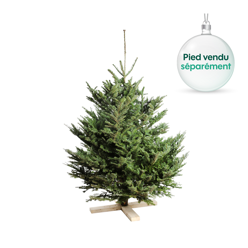Sapin naturel Abies nobilis: coupÃ© 175/200 cm